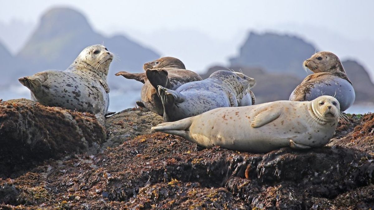 La foca "patito feo" a la que su colonia rechazó por ser pelirroja
