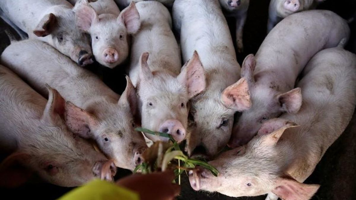 Alemania registra el primer caso de peste porcina africana