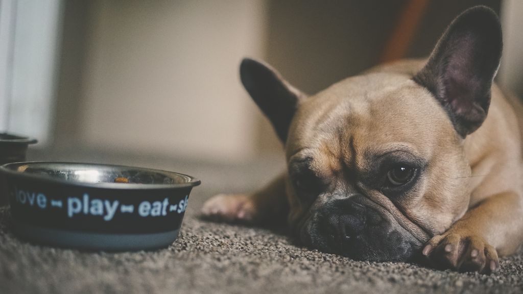 Por instinto o glotonería, pero nunca es buena señal: qué hacer si tu perro engulle la comida