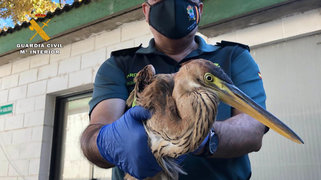 La garza real que escondía en el vehículo