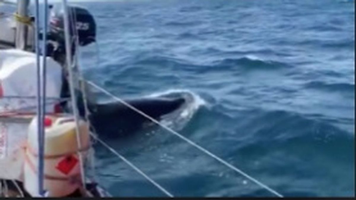 Salvamento marítimo remolca a un velero tras la embestida de un grupo de orcas en A Coruña