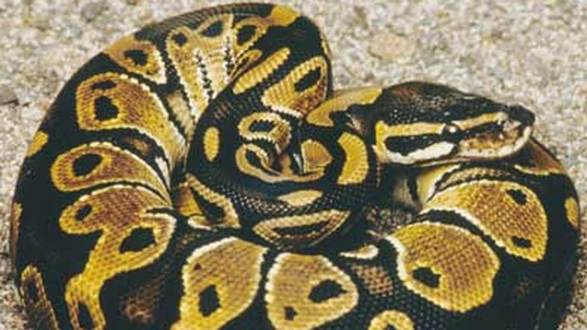 Una serpiente pitón de 62 años pone 7 huevos a pesar de no haber estado cerca de machos en 15 años