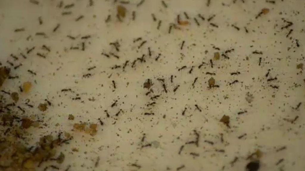Abre en Singapur la primera tienda que vende hormigas como mascotas