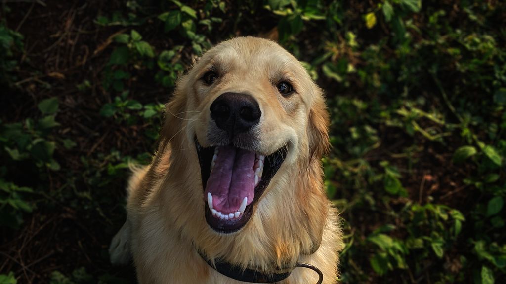 El cepillado es fundamental: claves para acabar con el sarro en los dientes de tu perro