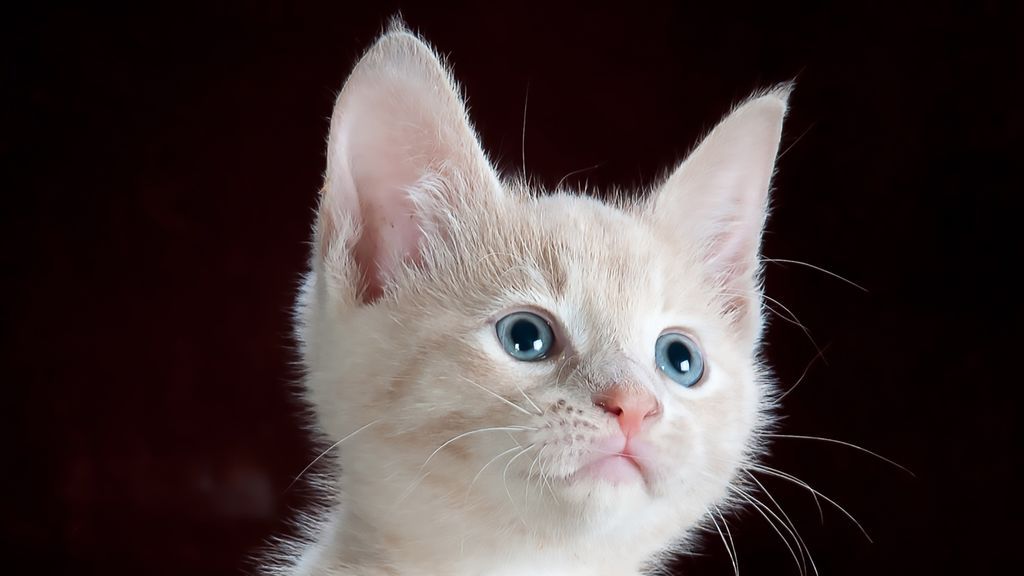 Paciencia y mucha ternura: darle el biberón a un gato es más fácil de lo que parece