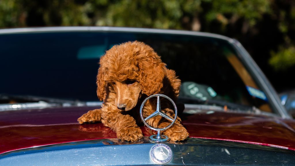 "Mi perro babea en el coche": motivos y soluciones para este problema de salud