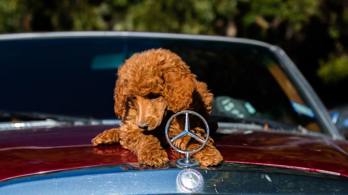 "Mi perro babea en el coche": motivos y soluciones para este problema de salud