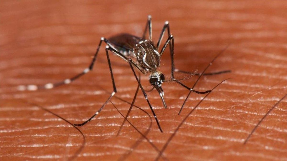 El virus del Nilo se cobra la primera muerte en Cádiz: la quinta en Andalucía El virus del Nilo se cobra la primera muerte en Cádiz: la quinta en Andalucía