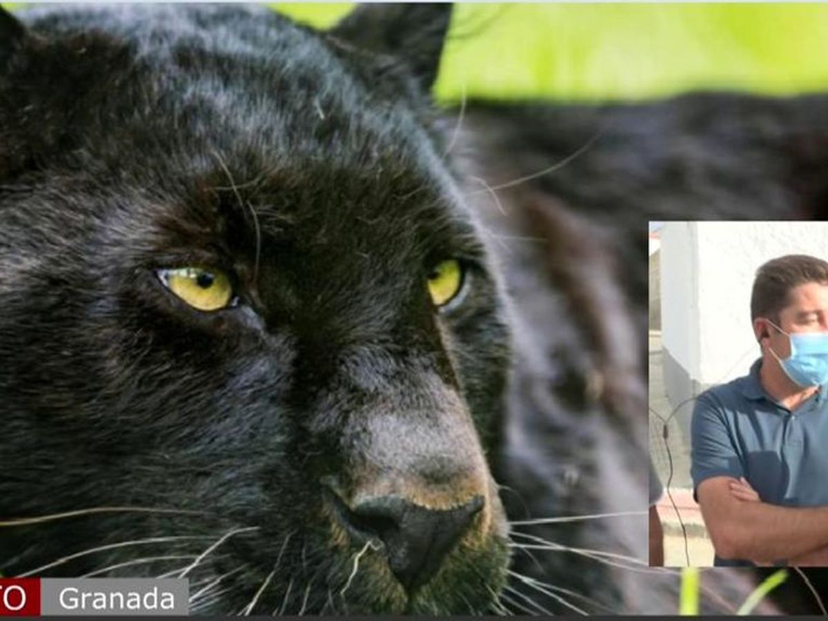 La pantera negra de Granada se busca ahora en Escúzar - Cuatro al día
