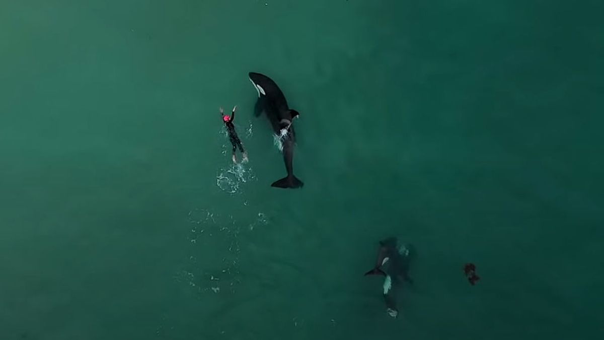 Judie Johnson, la mujer de 60 años que nadó en mar abierto con orcas asesinas