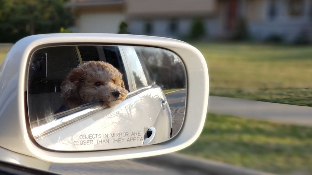 Tan habitual en perros como en personas: evitar los mareos de tu mascota en el coche es sencillo