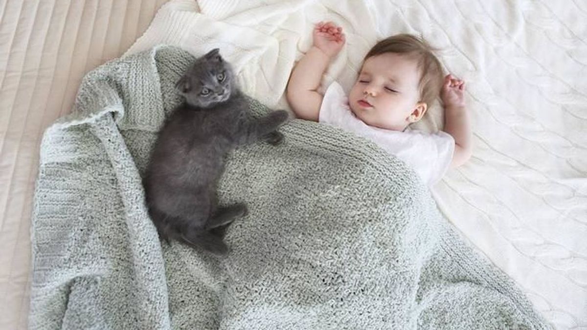 Convivencia entre gatos y recién nacidos - Consejos y precauciones.