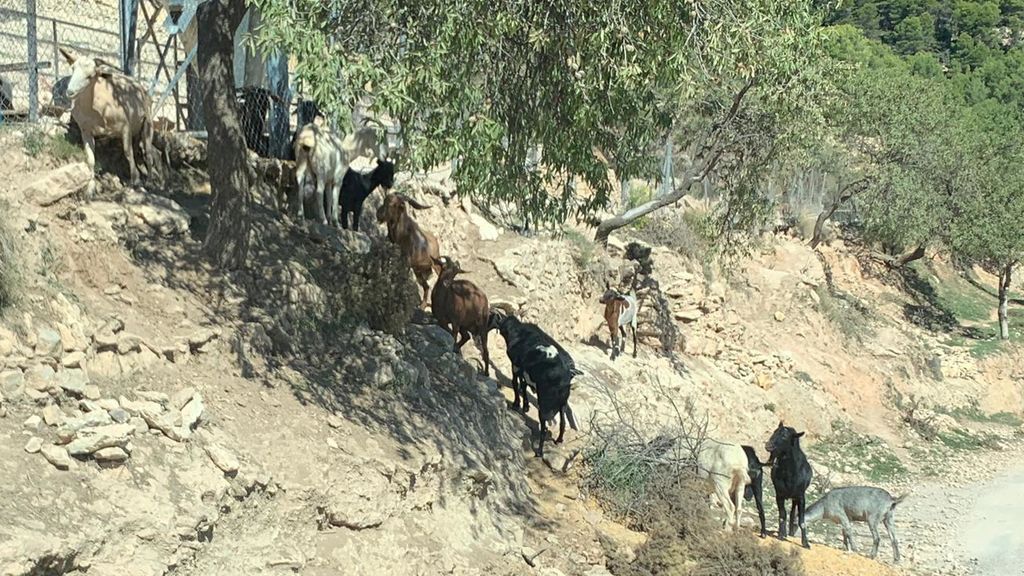 cabras fuera de la finca