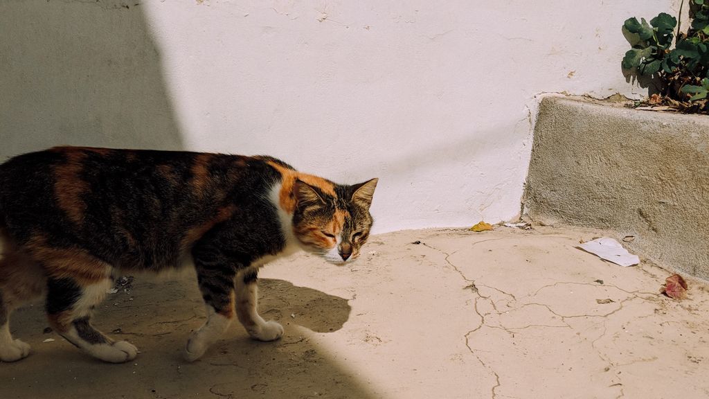 No más excrementos fuera de la caja: claves para enseñar al gato a usar el arenero