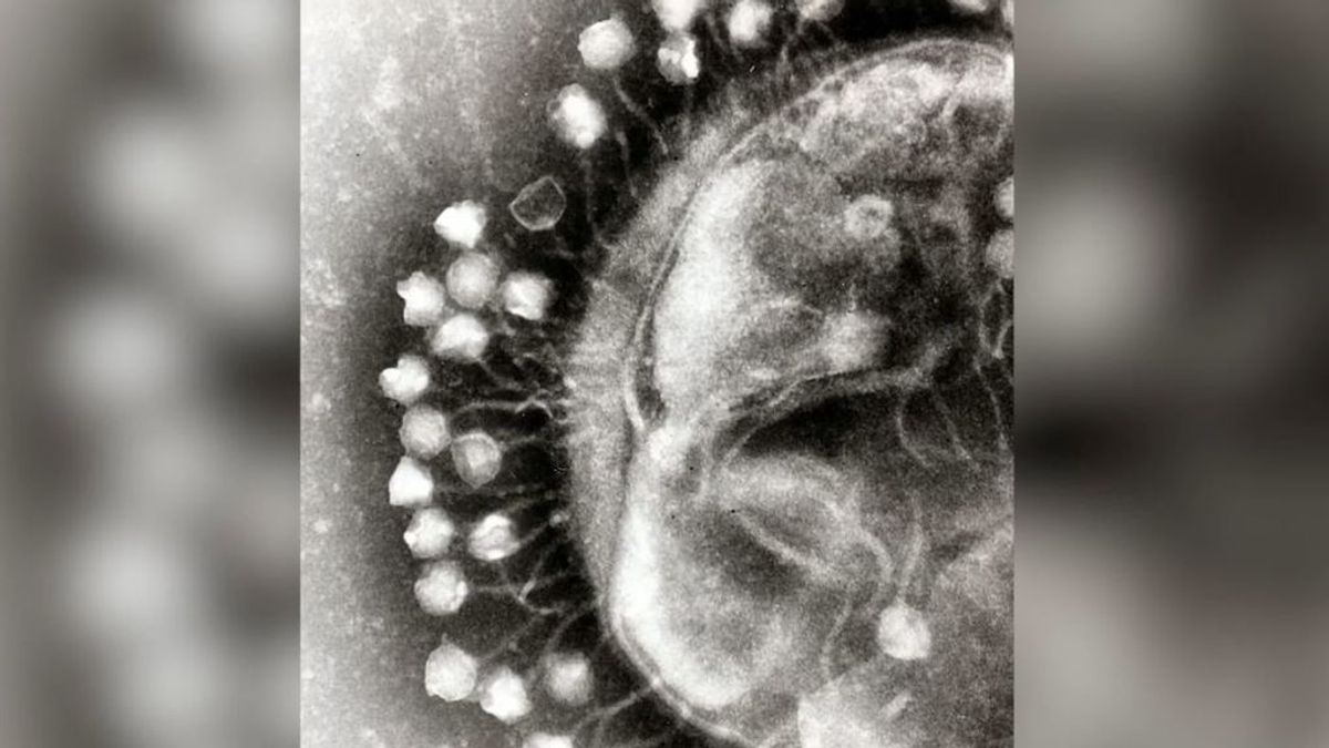Investigadores de EEUU aíslan una biomolécula que "neutraliza completa y específicamente" el coronavirus