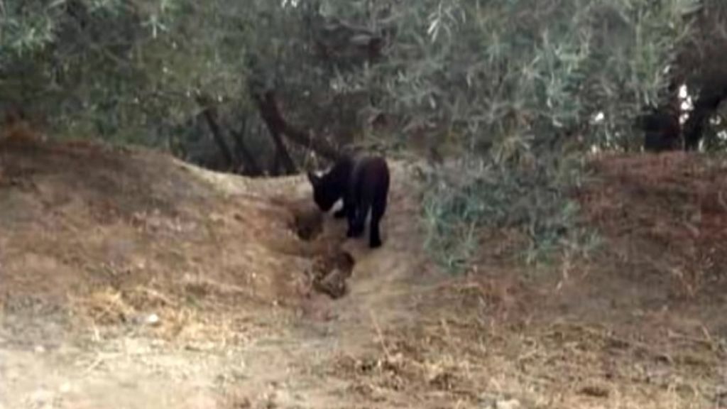 Toman una fotografía nítida de la pantera negra que se busca en Ventas de Huelma, Granada