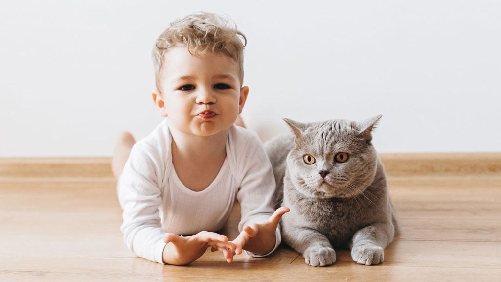 Una vez que el niño llegue a casa, lo mejor será presentar al gato.