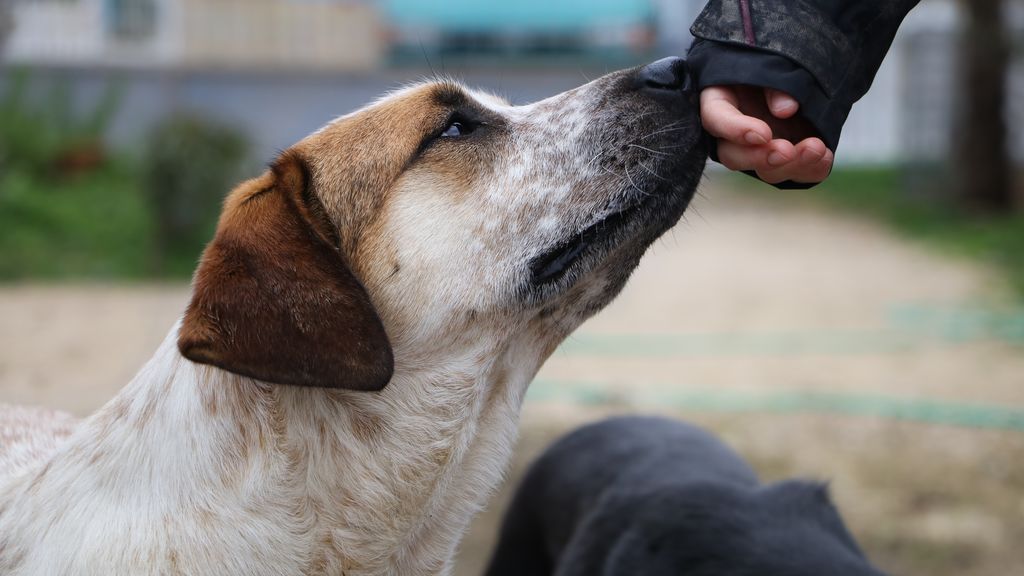 “Dame la patita”: claves y trucos para conseguir que tu perro te dé la mano