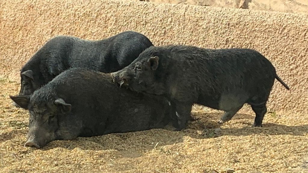 Cerdos vietnamitas mezclados con jabali