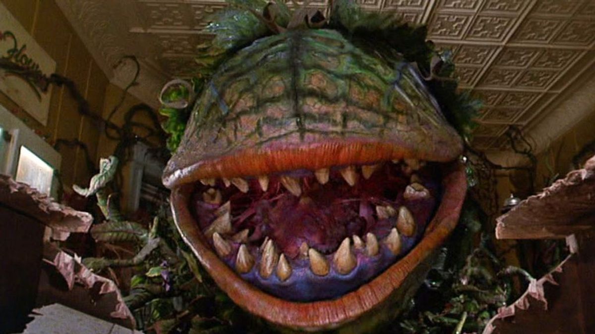 ¿Qué es una planta vampiro? Estas son las plantas más curiosas del mundo ¿Qué es una planta vampiro? Estas son las plantas más curiosas del mundo