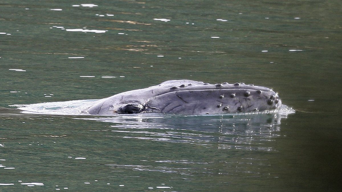 Tratan de salvar a una ballena jorobada perdida en un río infestado de cocodrilos en Australia