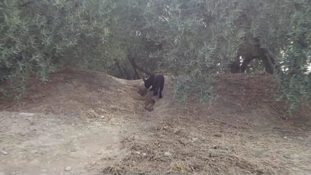 La pantera negra de Granada existe:  una foto revela que merodea por  el pueblo