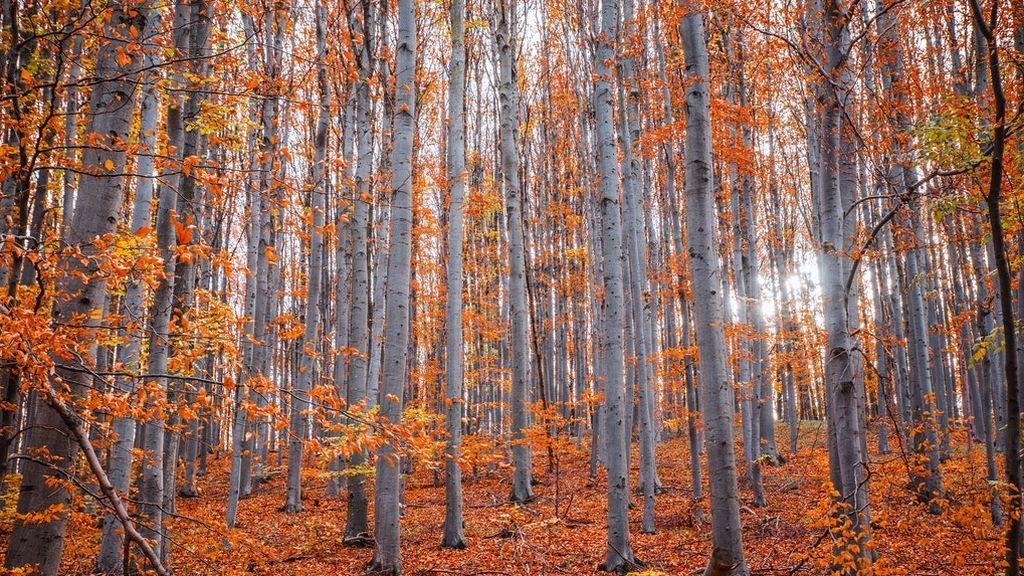 El bosque de Muniellos, el hayedo de Tejera Negra y otros lugares idílicos para disfrutar del otoño en España