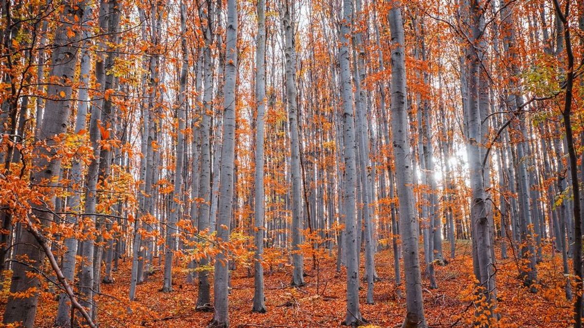 El bosque de Muniellos, el hayedo de Tejera Negra y otros lugares idílicos para disfrutar del otoño en España