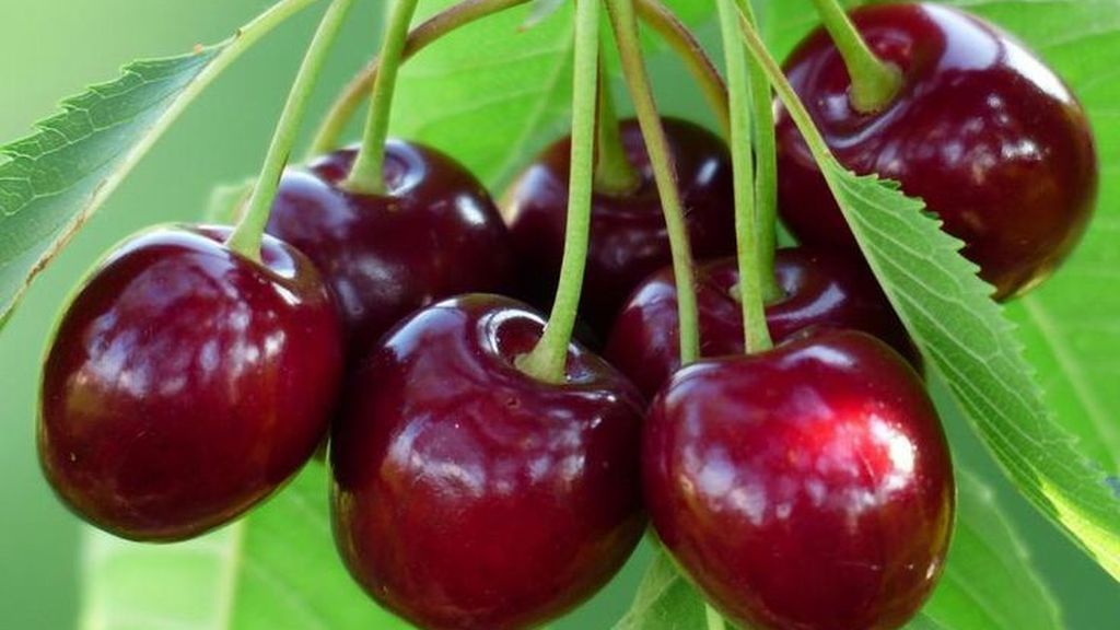 cerezas