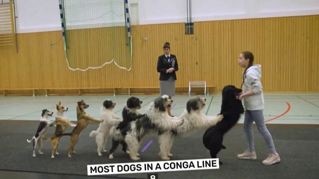 8 participantes de una conga perruna.