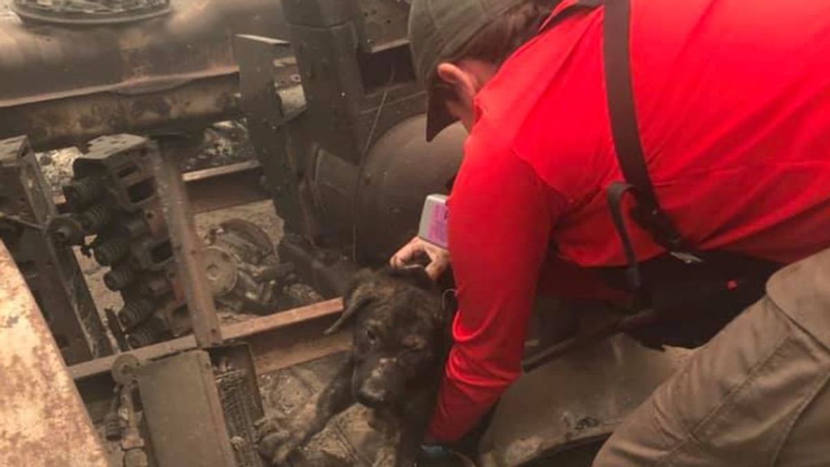 Encuentran un cachorro vivo entre los terribles incendios de California