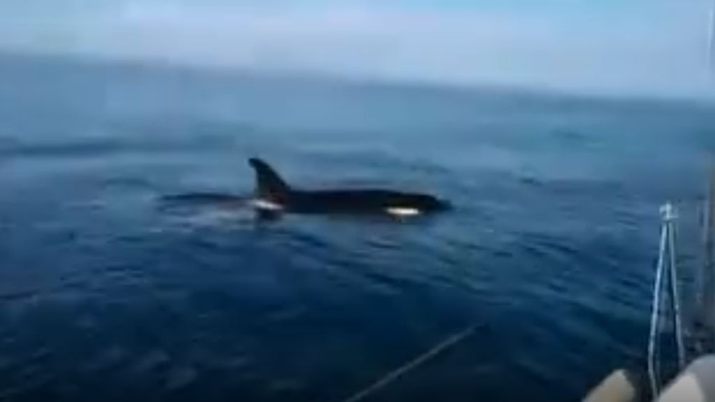 Por qué las orcas siguen atacando a los veleros