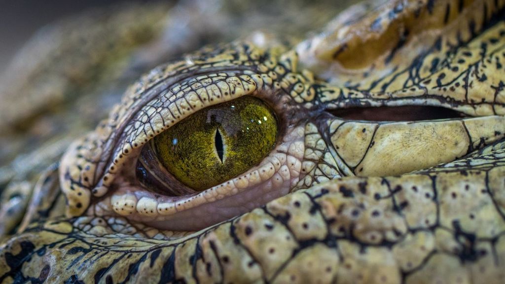 La historia del fósil robado (y recuperado) que permite describir una nueva especie de cocodrilo en los Pirineos La historia del fósil robado (y recuperado) que permite describir una nueva especie de cocodrilo en los Pirineos