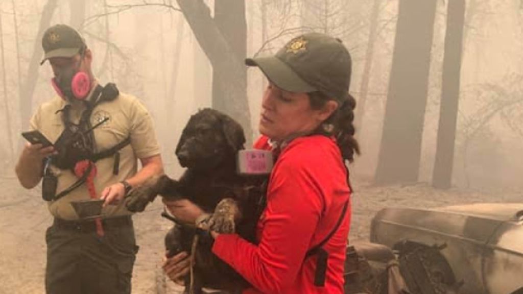Cachorro salvado en California