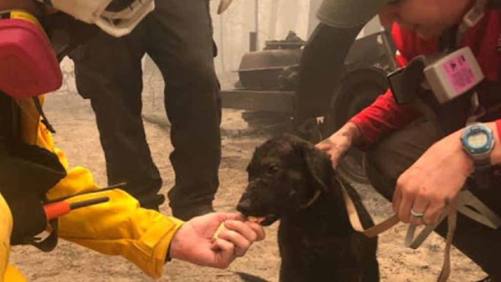 El cachorro salvado en los fuegos de California recibe mimos