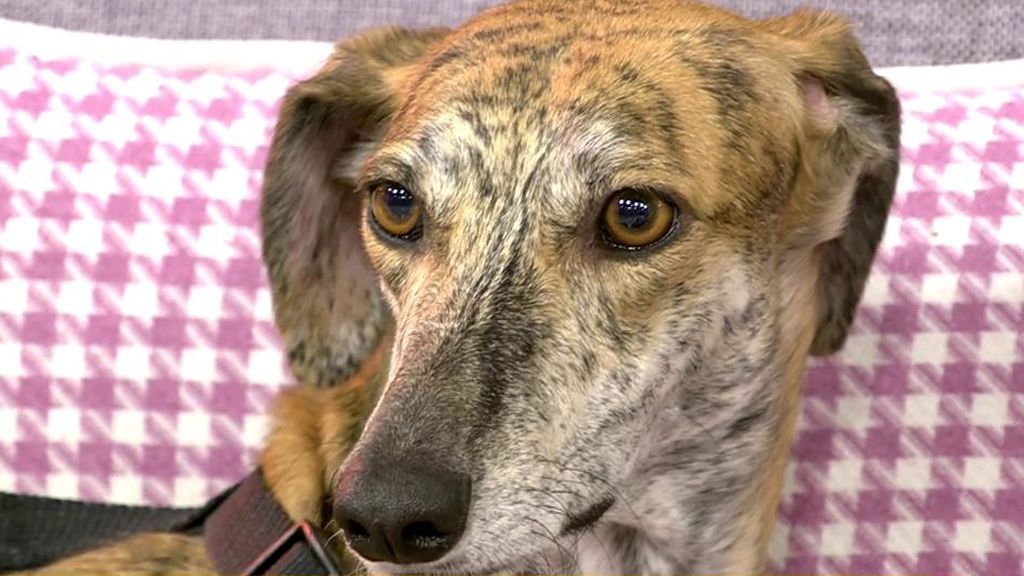 Adopta a Loosy y dale un nuevo hogar ser feliz