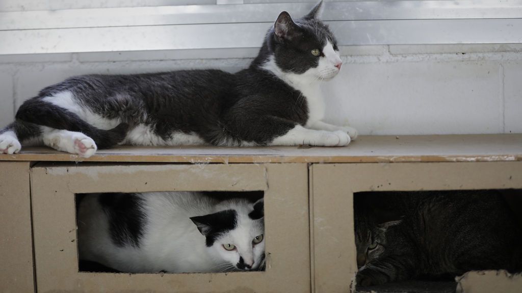 Desahucian a un hombre que vivía con 96 gatos en un piso en Gandía Desahucian a un hombre que vivía con 96 gatos en un piso en Gandía
