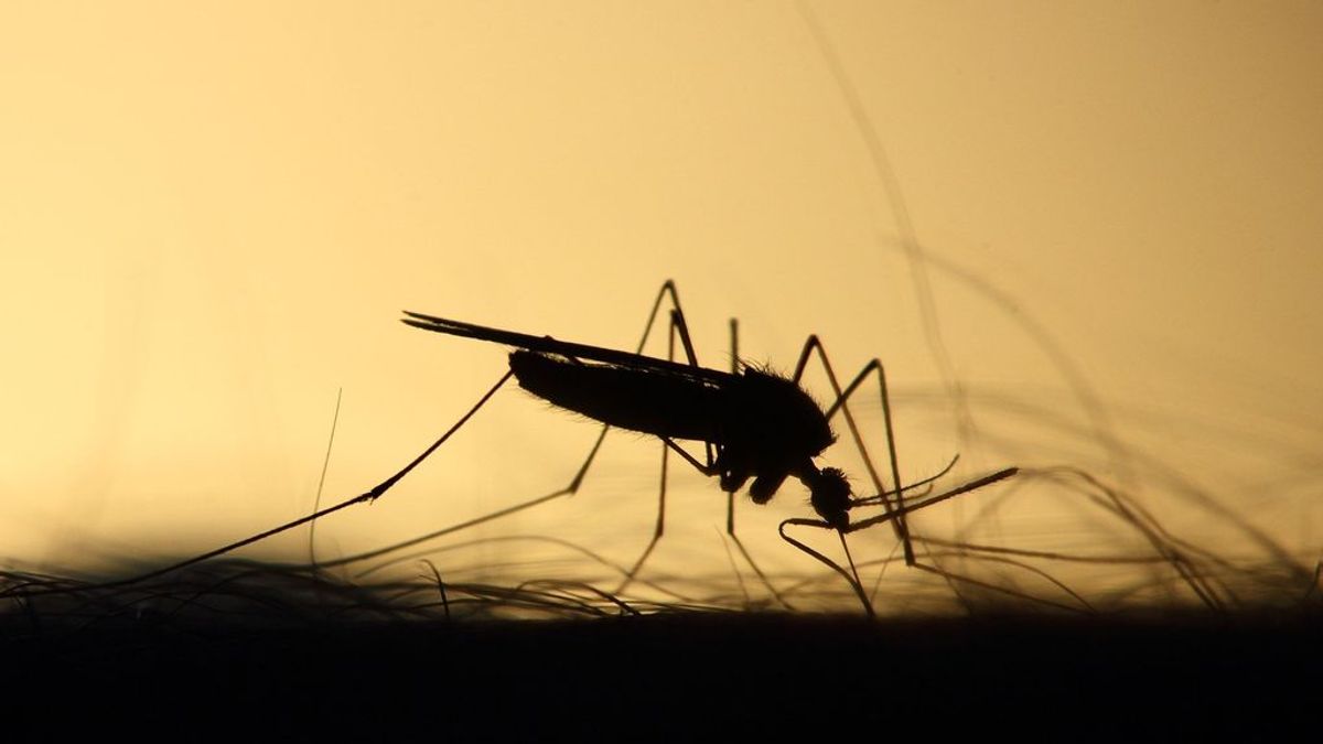 EEUU alerta de un caso humano de Encefalitis Equina del Este, una infección mortal trasmitida por mosquitos