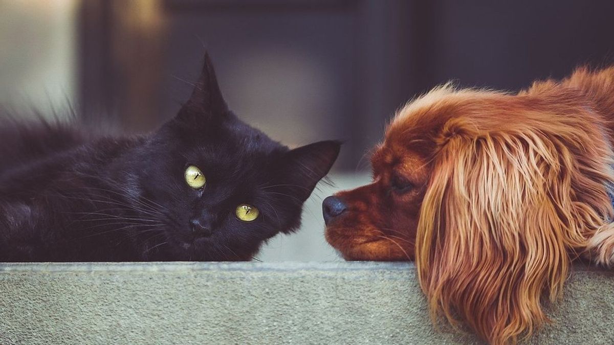 El gato Negrito no murió por coronavirus: todo lo que se sabe de mascotas y contagios