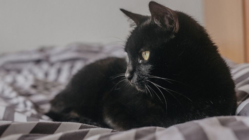 Los análisis a Negrito, el primer gato con Covid-19 en España, revelan que estos animales no contagian a las personas y desarrollan anticuerpos Los análisis a Negrito, el primer gato con Covid-19 en España, revelan que estos animales no contagian a las personas y desarrollan anticuerpos