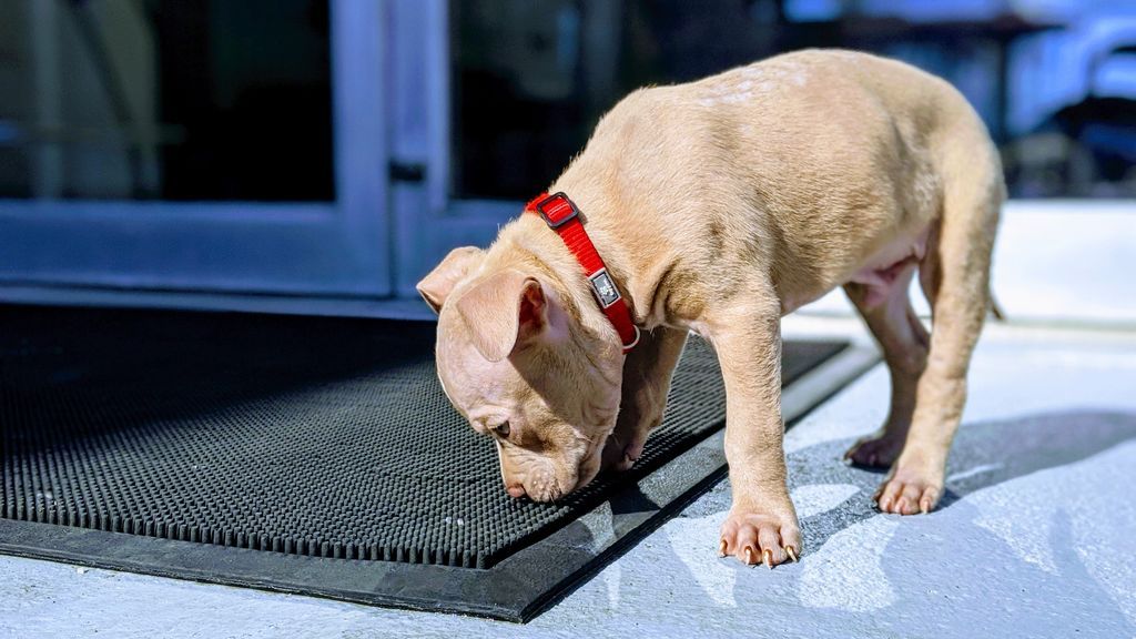 Los perros, el mejor diagnóstico médico: por qué los canes "huelen" las enfermedades