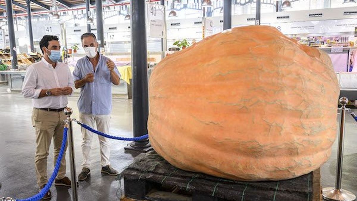 La calabaza más grande de Andalucía: una hortaliza de 456,8 kilos de Almería La calabaza más grande de Andalucía: una hortaliza de 456,8 kilos de Almería