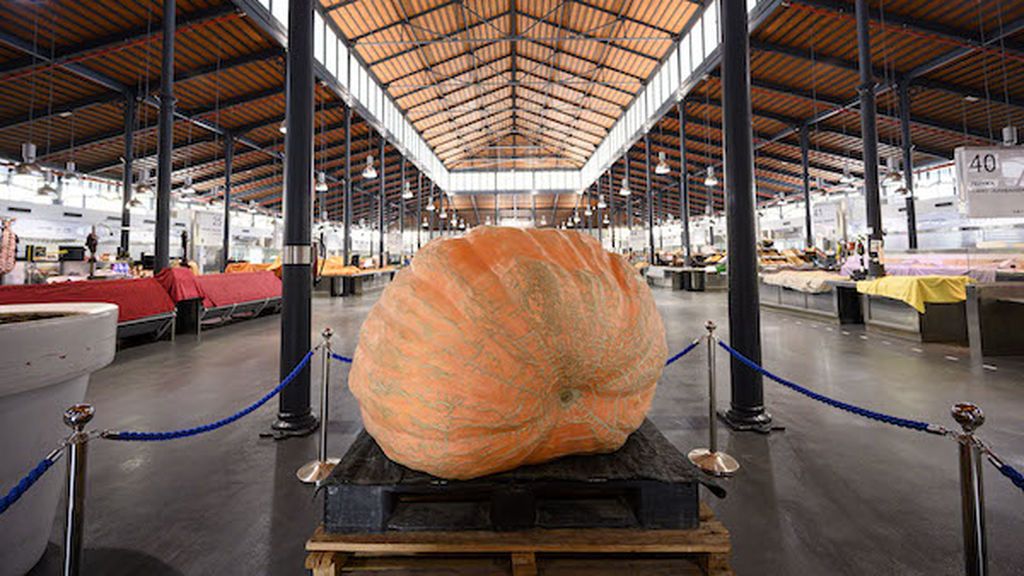 calabaza-gigante001