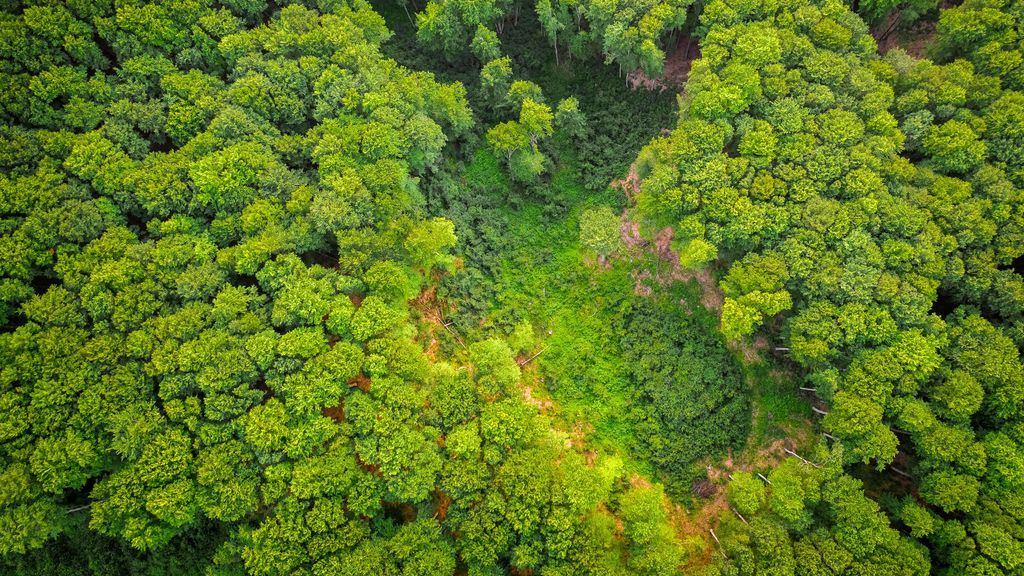 Kiri, Pawlonia, hogar del fénix... pros y contras del árbol que parece llamado a salvar el mundo