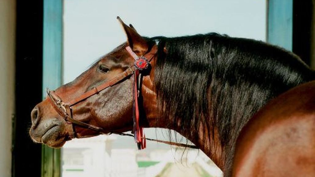 Roban un caballo de carreras de 50.000 euros en Utrera para cobrarse una deuda de 200