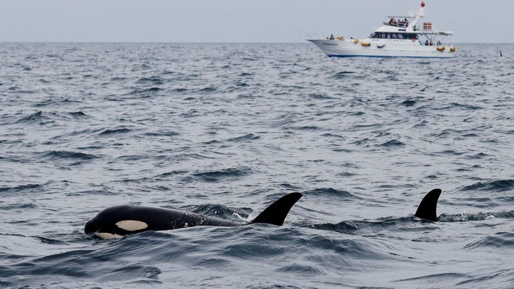 Un avión de reconocimiento busca a las orcas que 'atacan' veleros en la costa gallega Un avión de reconocimiento busca a las orcas que 'atacan' veleros en la costa gallega
