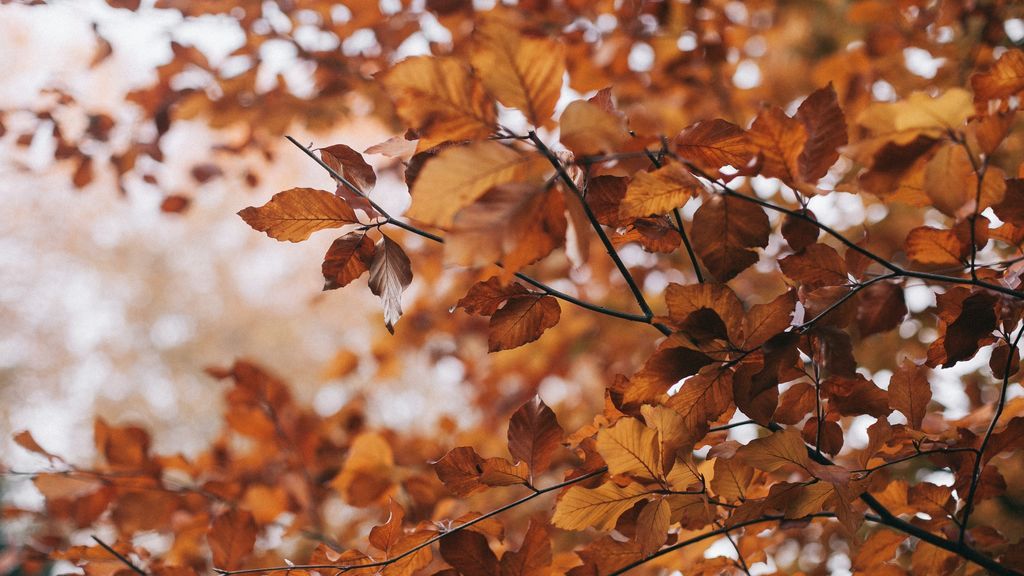 El otoño que nos espera: ¿Habrá veranillo de San Miguel? El otoño que nos espera: ¿Habrá veranillo de San Miguel?