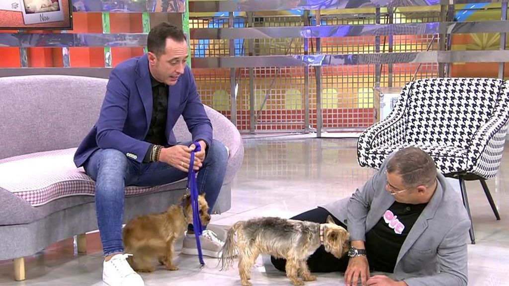 Caín y Abel, dos yorkshire que necesitan un nuevo hogar