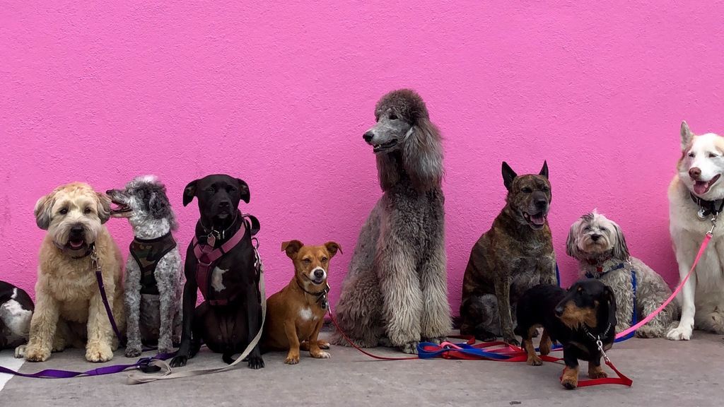 También hay distinciones entre 'el mejor amigo del hombre': las diez razas de perro más populares