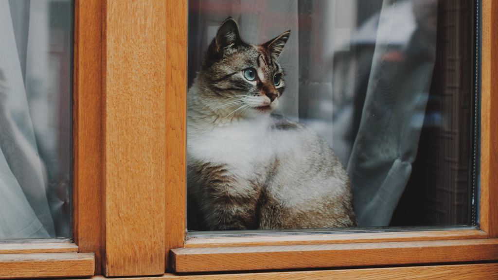 Gato mirando por la ventana